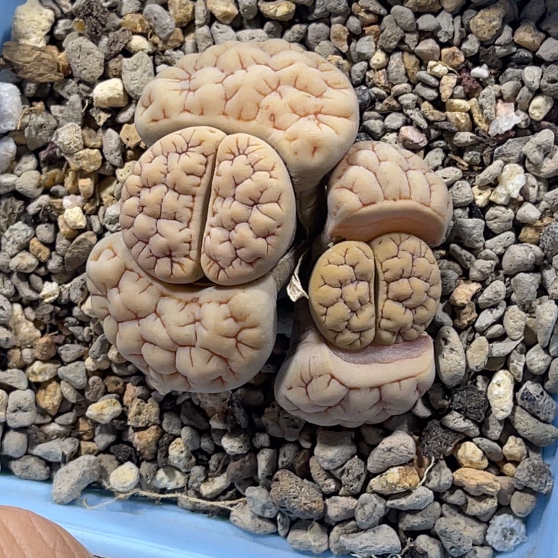 7483双头拿铁189凹凸