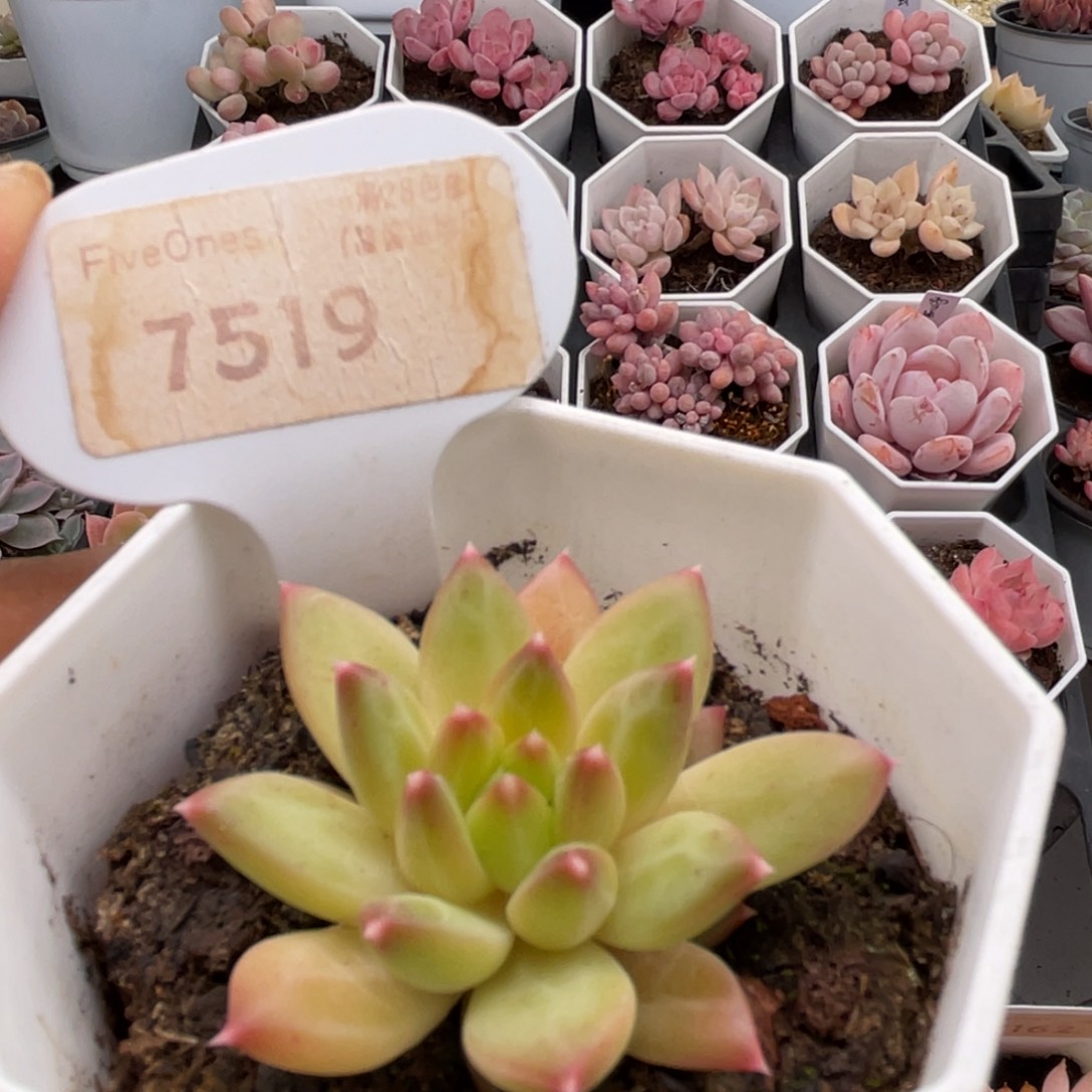 甲骨文7519-5.0厘米