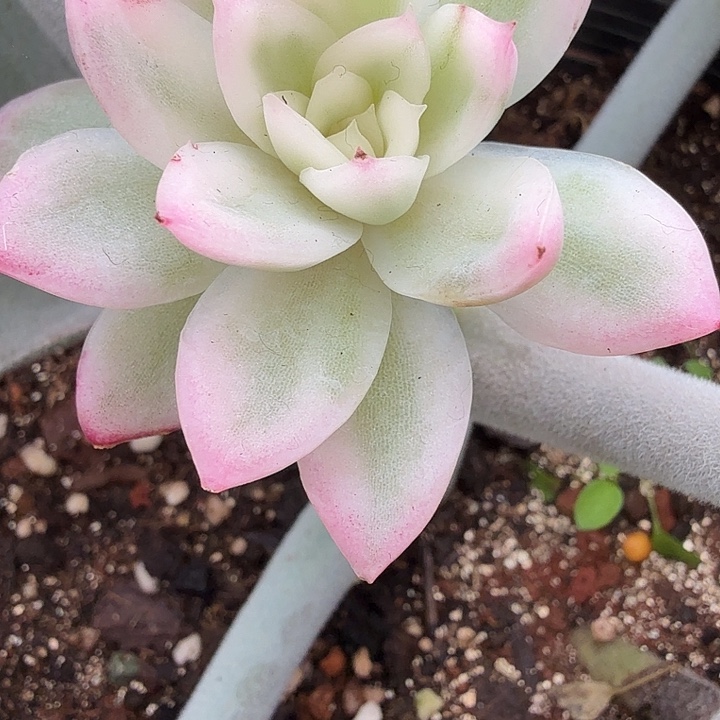 鹿鸣锦多肉锦植物
