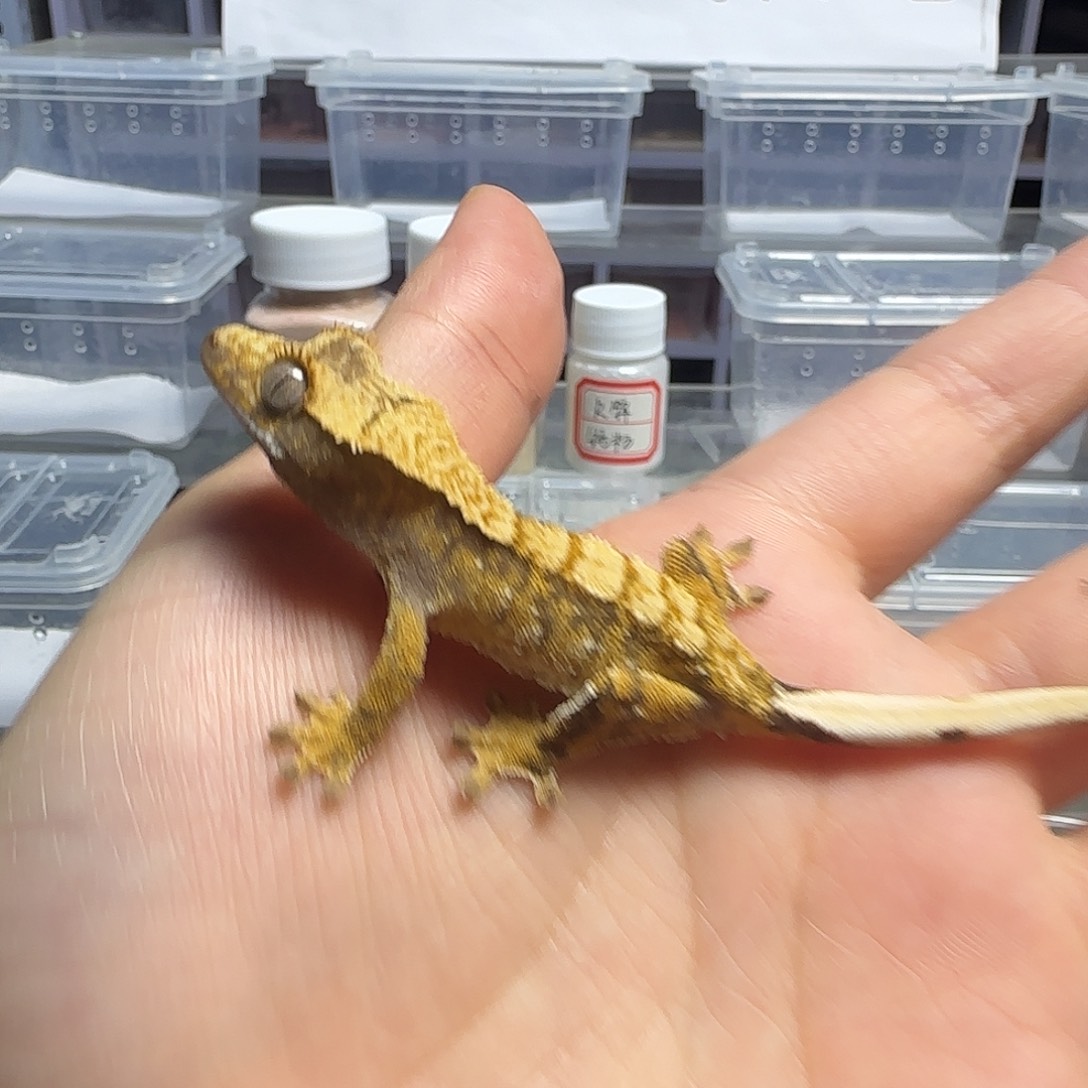 睫角守宫黑底橙纹奶油小亚