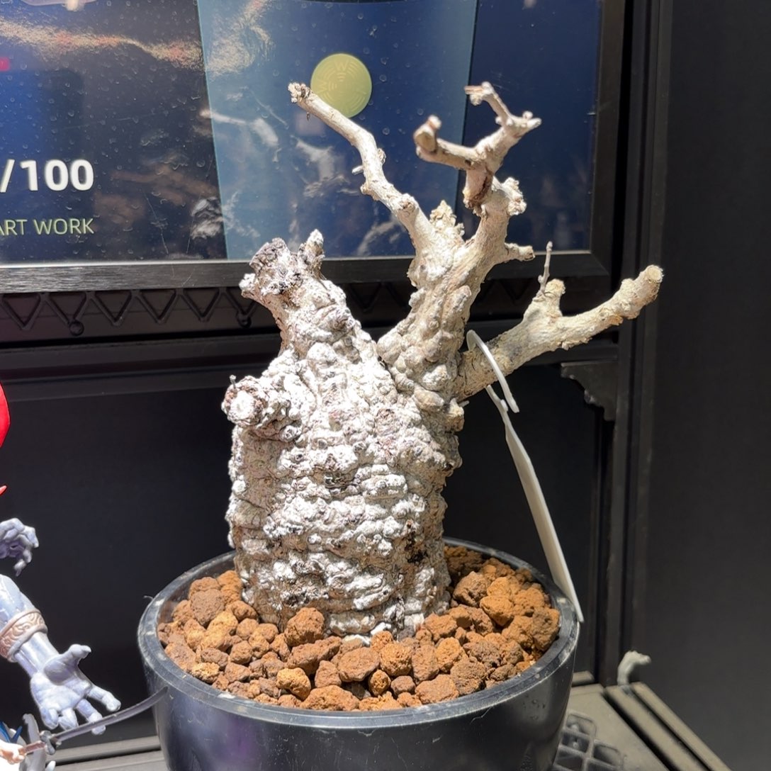 象足漆树寄养包活