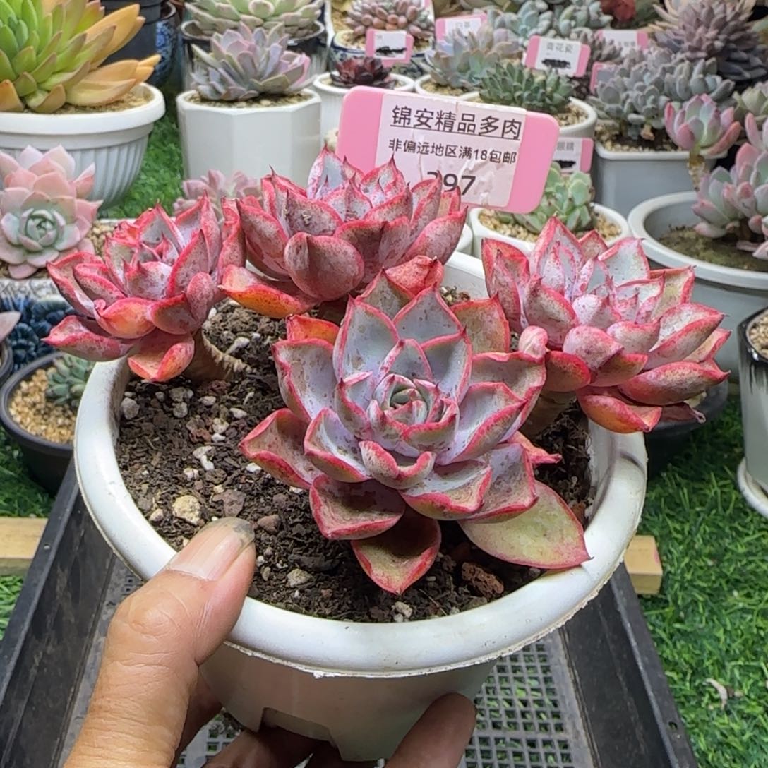 锦安精品多肉植物297