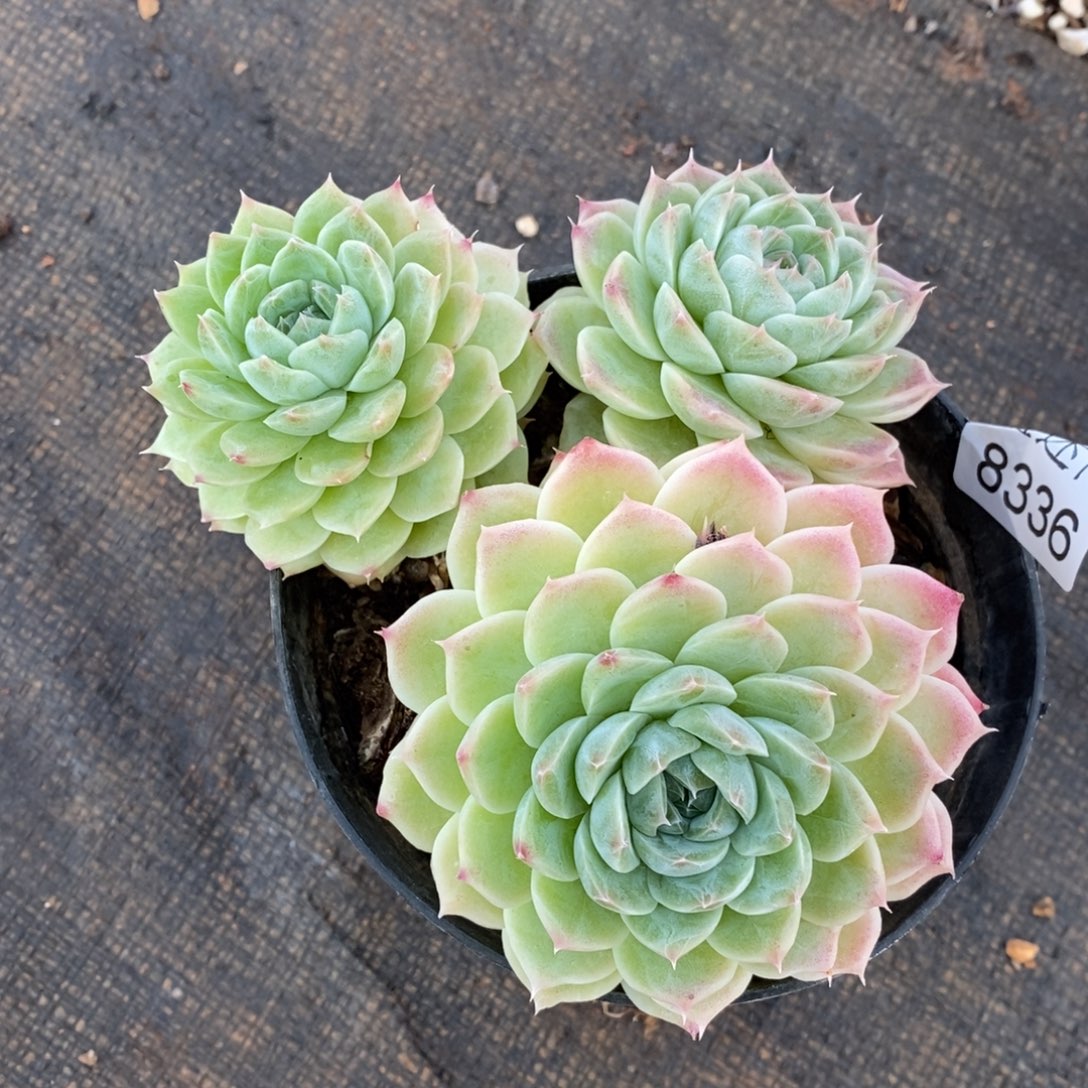 ****思杂交精品多肉8336~12厘米