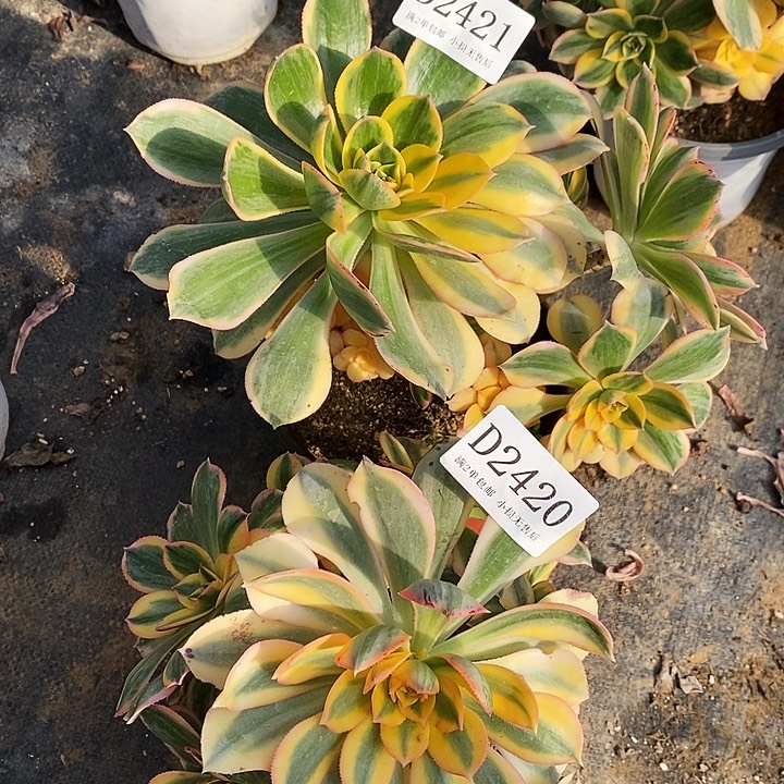 2421、20灿烂多肉2颗微瑕疵无售后