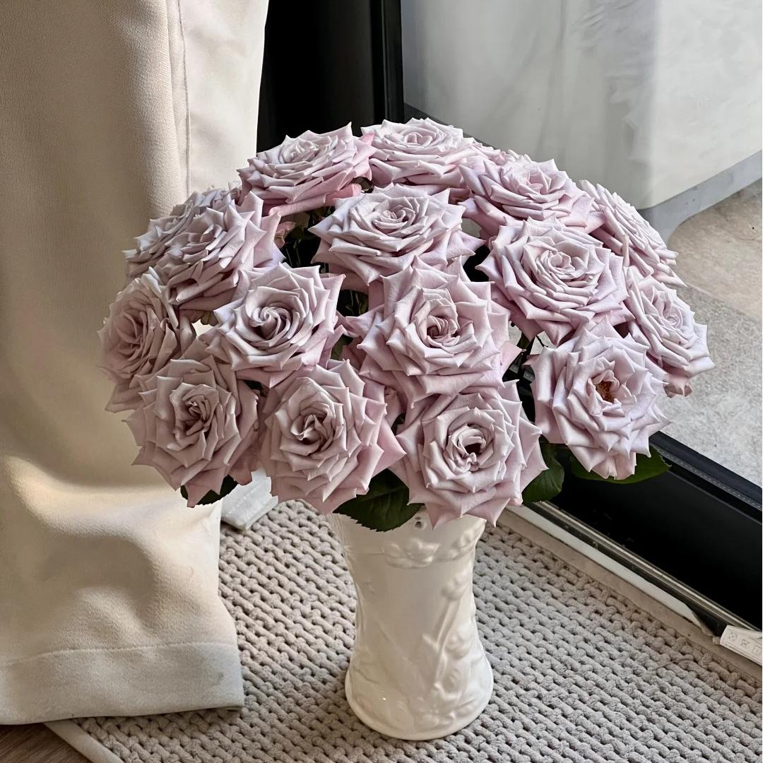 【曼塔玫瑰】云南直发玫瑰鲜花两单顺丰冷链包邮ZH