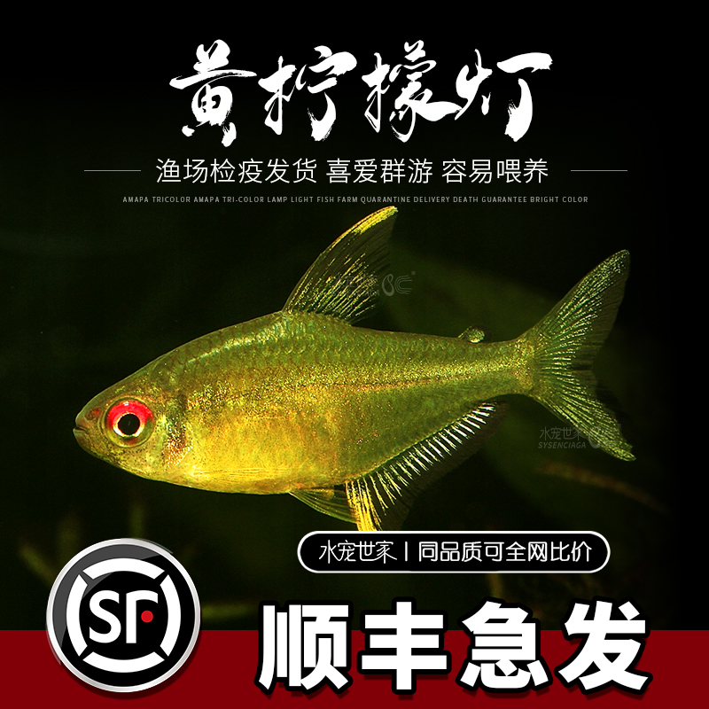 黄柠檬灯黄翅柠檬灯超级黄柠檬隆背柠檬灯热带草缸小型群游观赏鱼