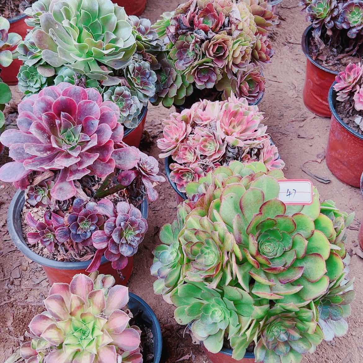 【闪购商品】无花朵余****己47号套餐6颗多肉植物无售后