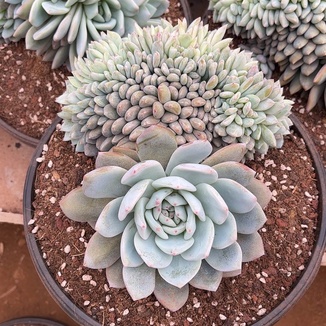 ?****k寄养链接发货链接发货链接