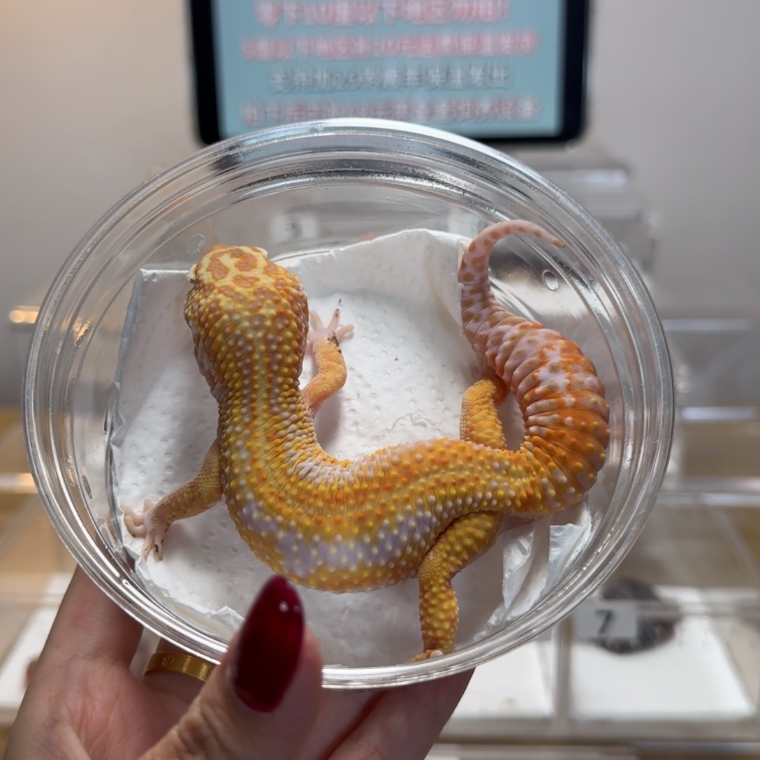 豹纹守宫蜡笔暴龙弟弟