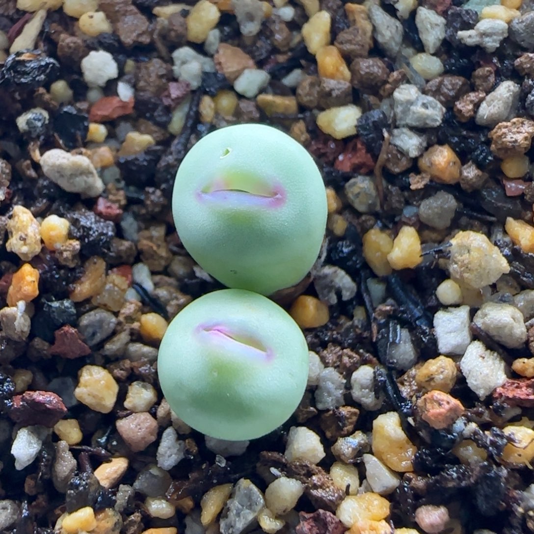 11-2-4-2当天满38包邮小型厚嘴玻尿酸孩子0.8cm脱土