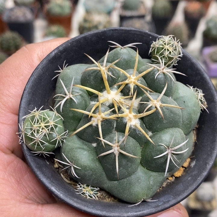 实生安宅象牙特价