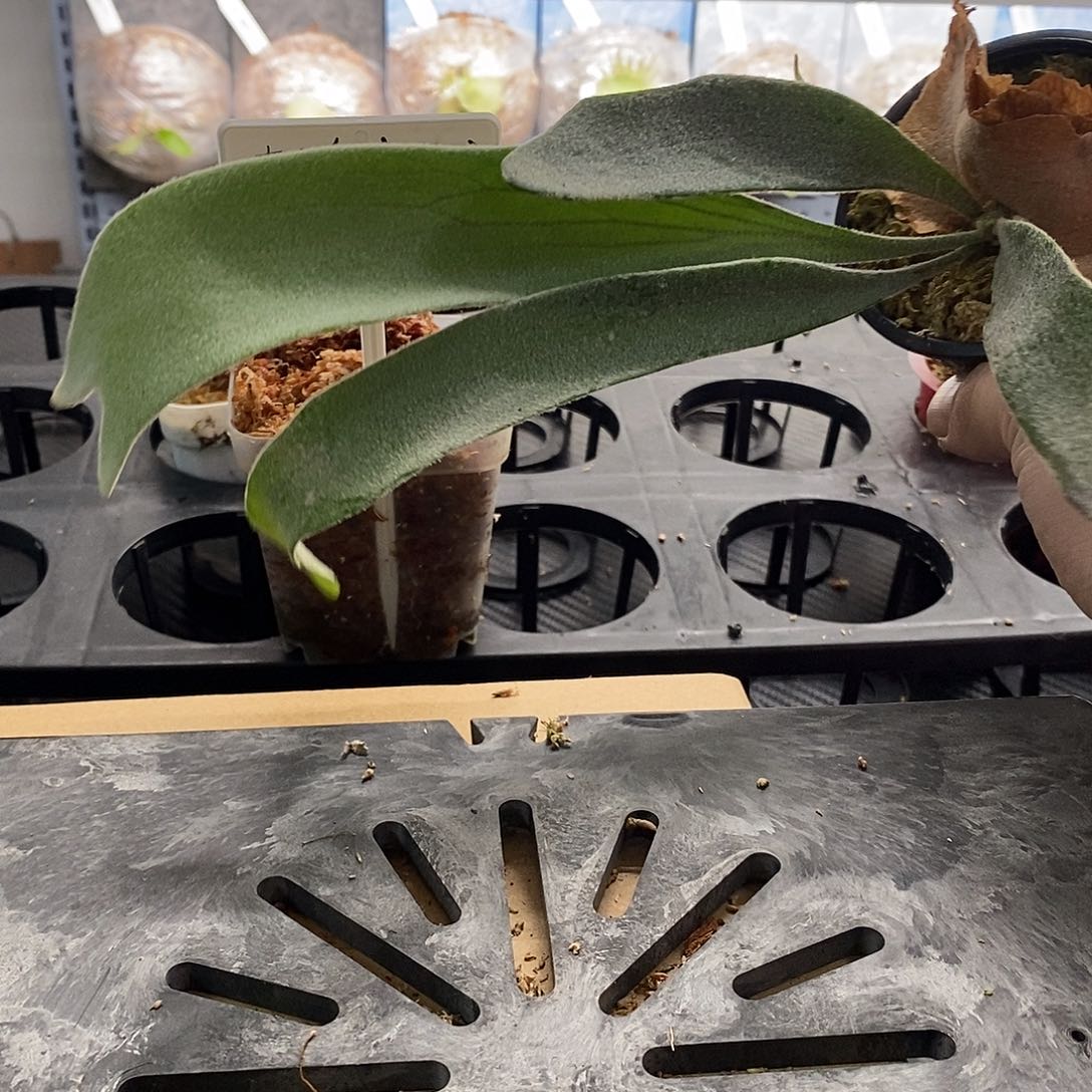 无花朵银鹿鹿角蕨无开花