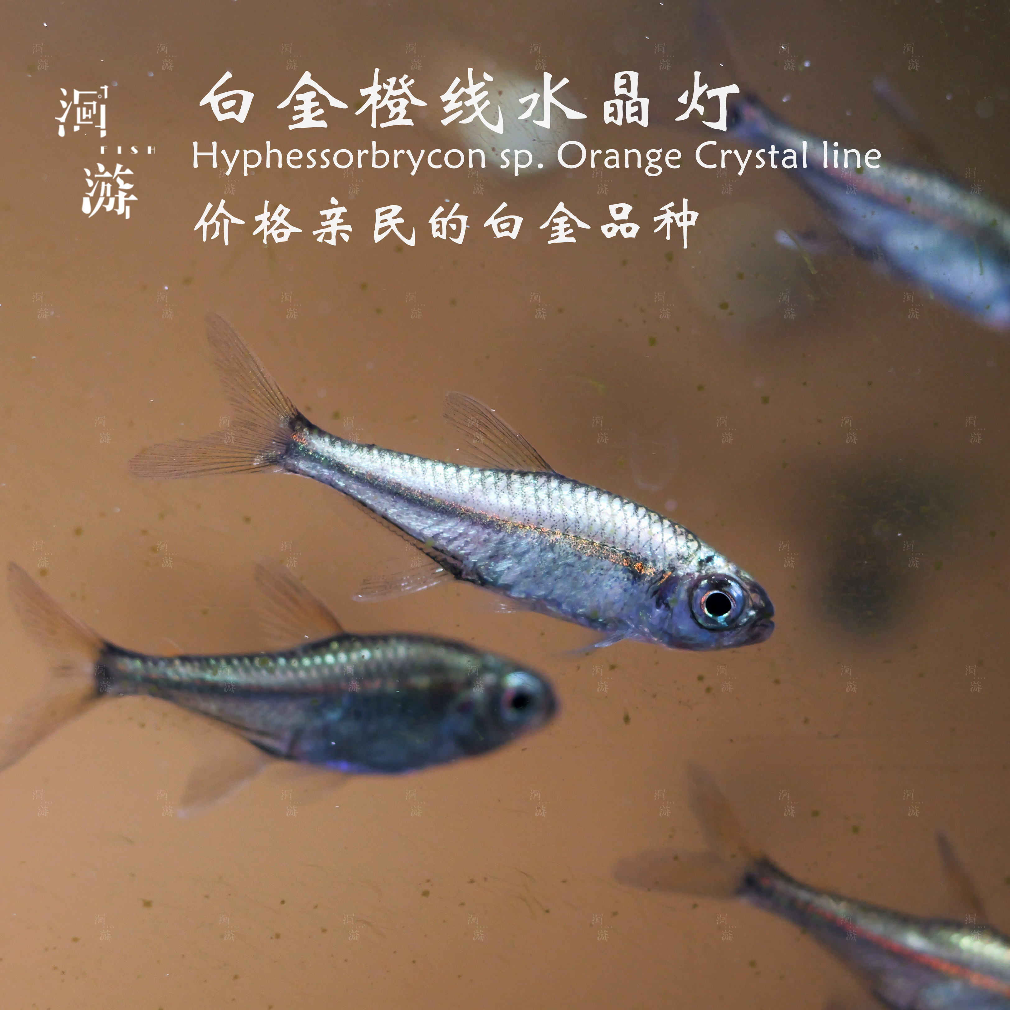 【洄游】白金橙线水晶灯鱼南美热带观赏鱼群游/定水检疫满100包邮