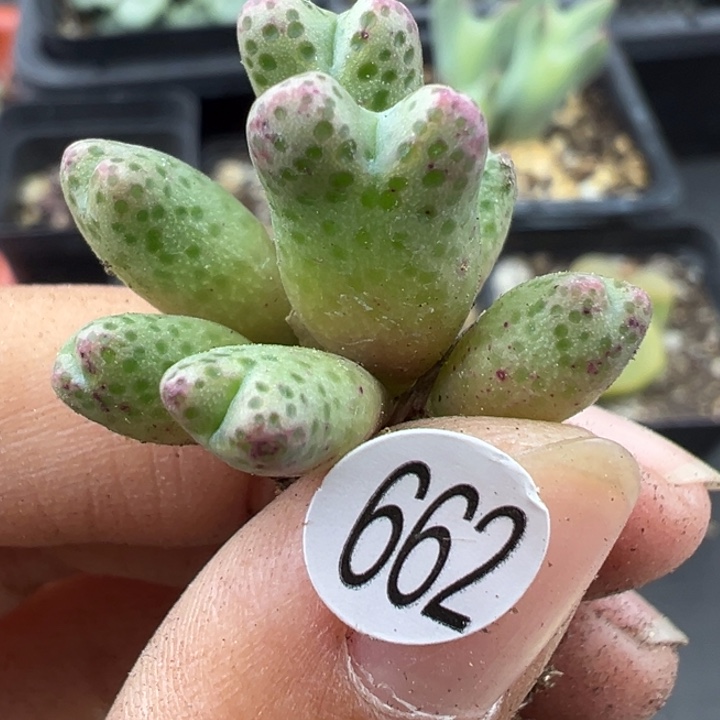 662号这颗多肉有点好看