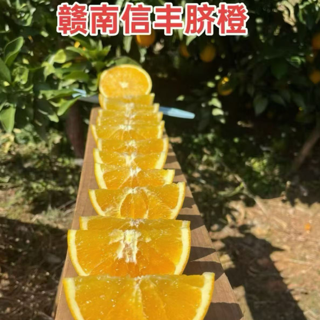 正宗赣南脐橙信丰发源地现摘现发