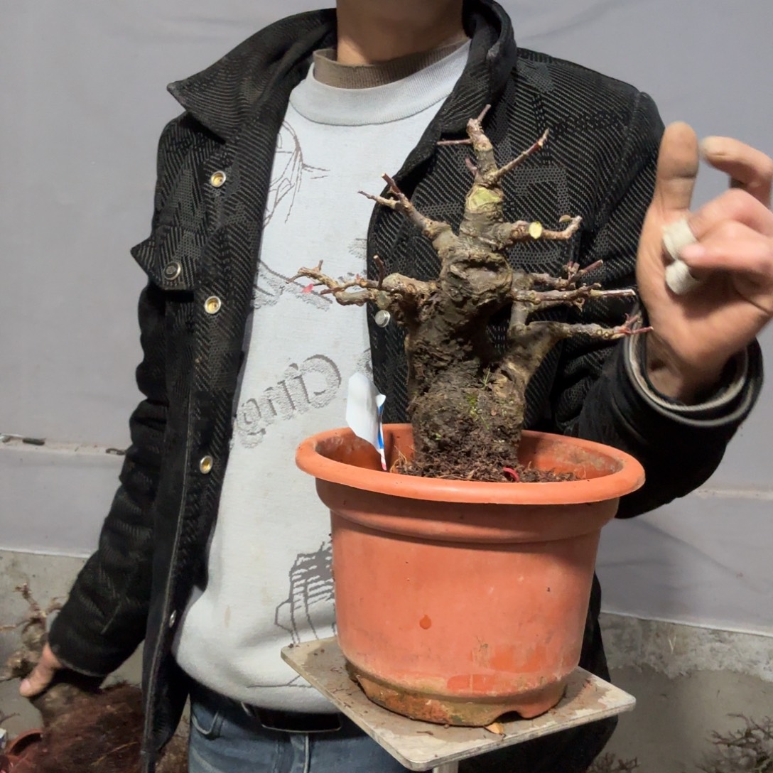 刘***哥云南昭通红花平枝栒子