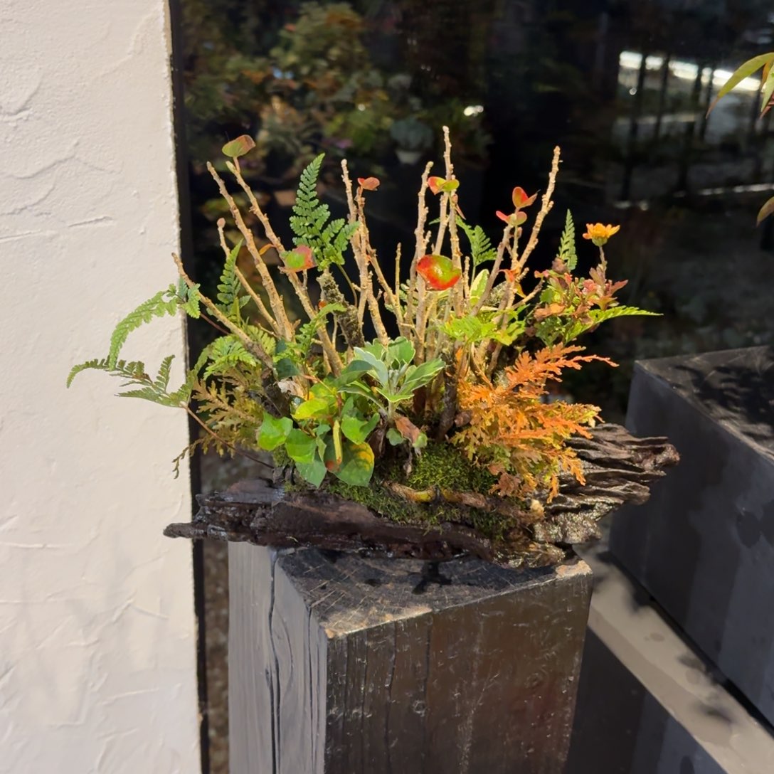 ˊ****全部花朵山野草枯木逢春