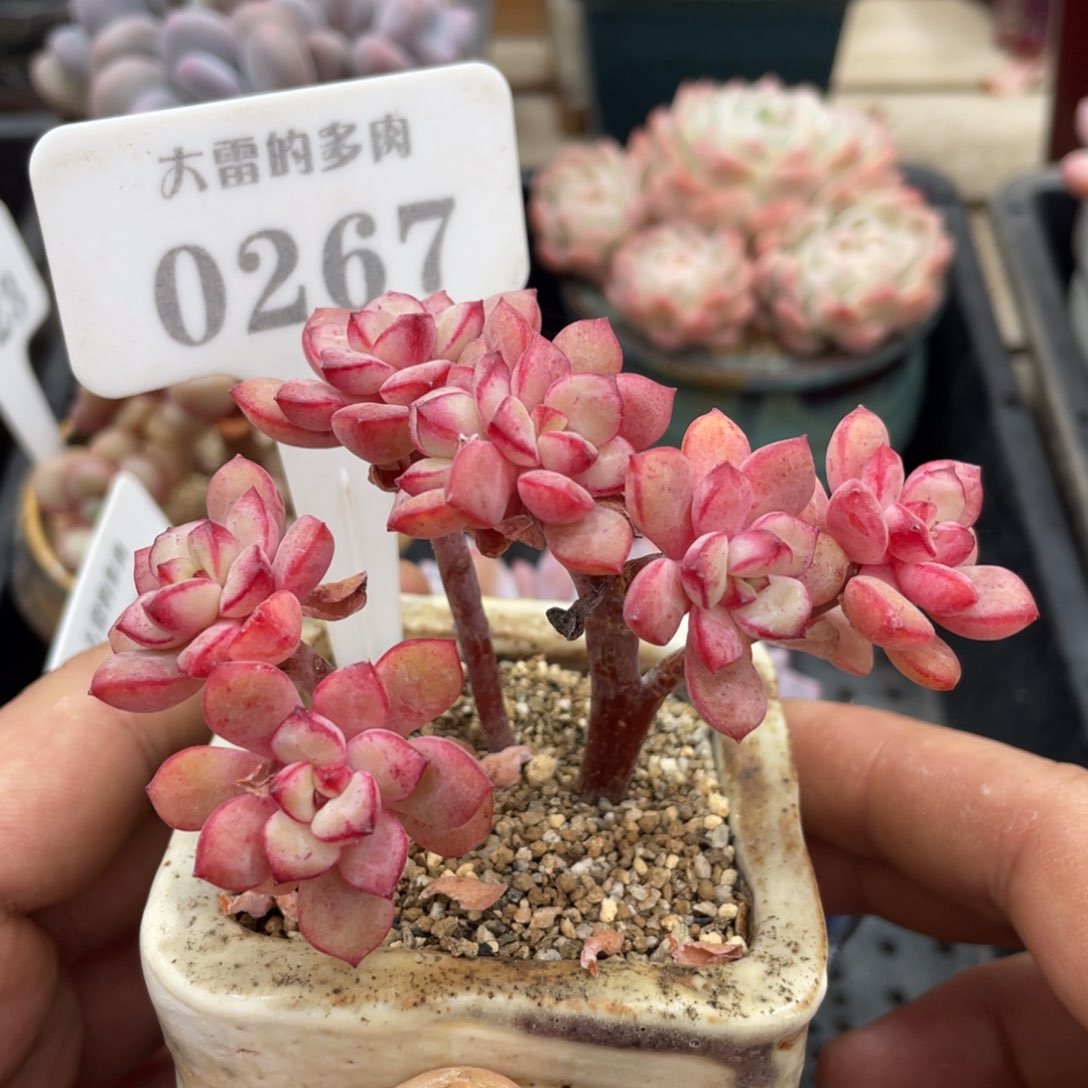 0267探戈不带盆9厘米