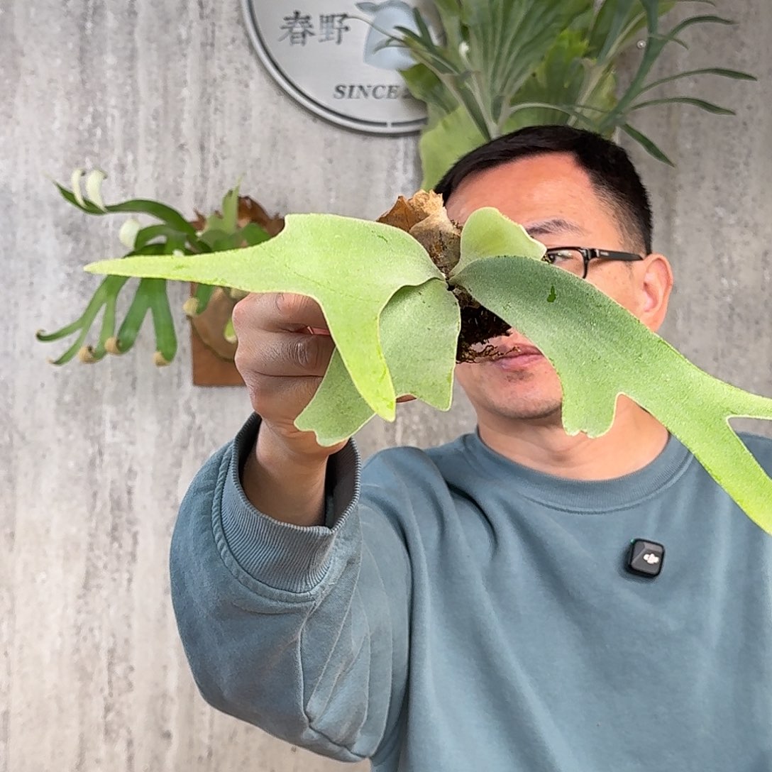 完全开放kaikah鹿角蕨现场拆侧芽