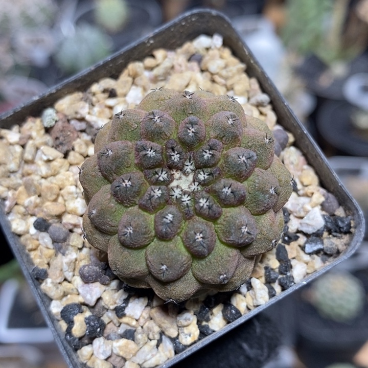 实生蜥蜴皮135号3.2cm