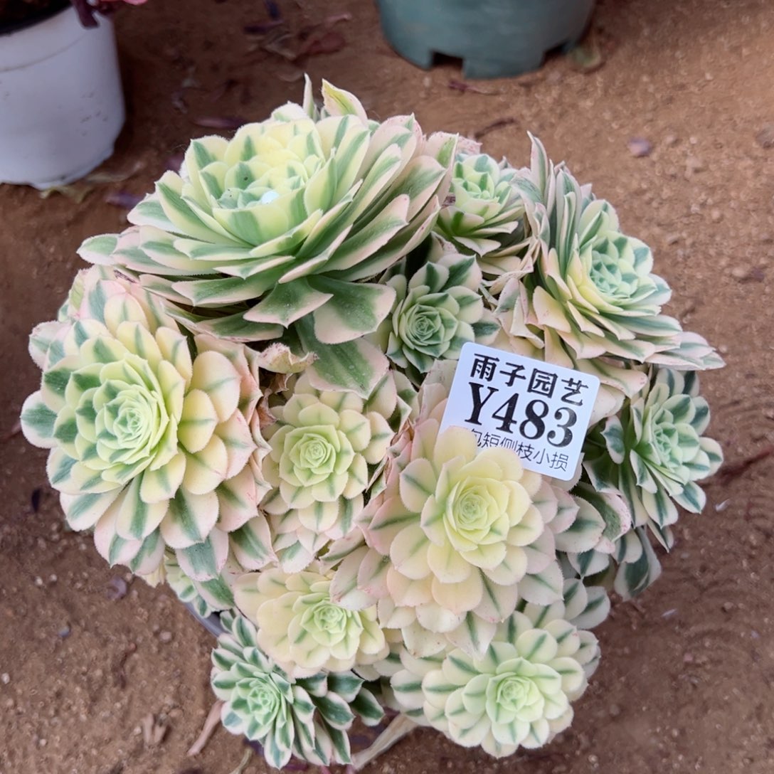 483迈巴赫尺寸20左右