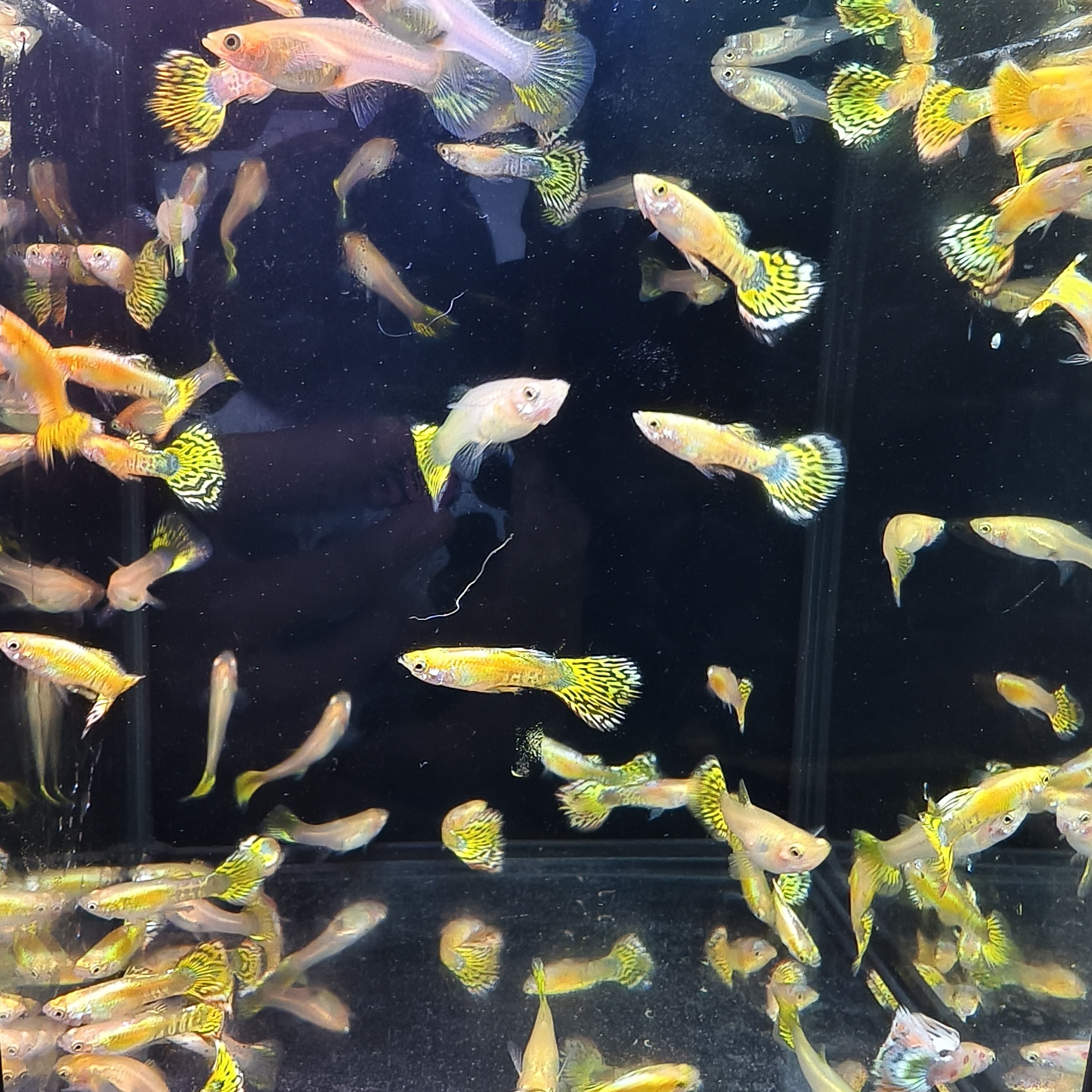精品蛇纹金老虎孔雀鱼