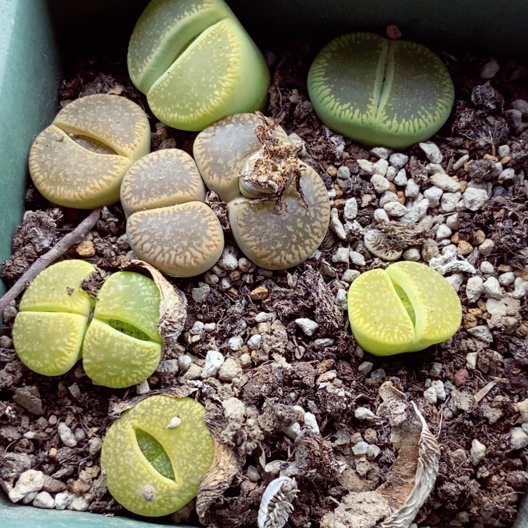 我的小姐姐们都是我的小可爱们047