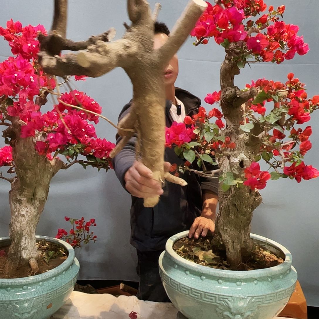 无花朵老桩同安红