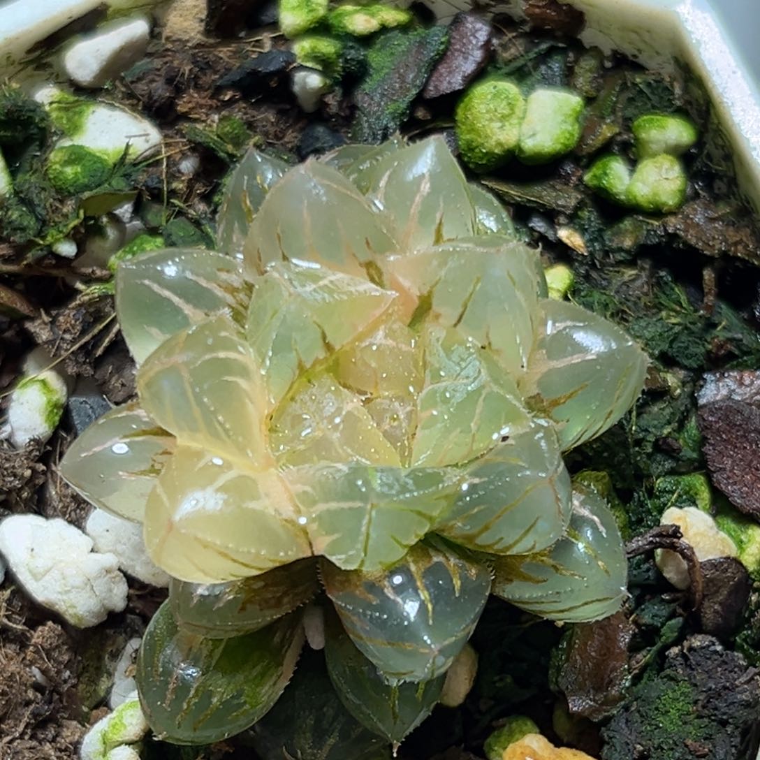 恭喜发财大吉大利564绯桃