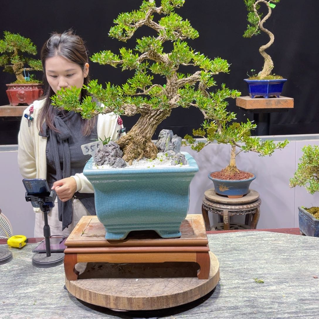 四季常青老桩黄杨盆景