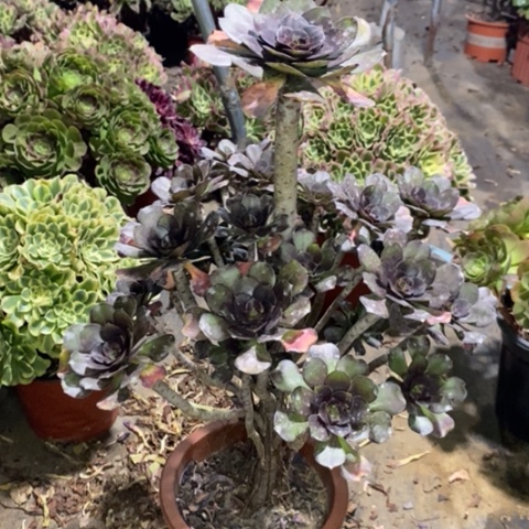 灰圆叶多肉植物051