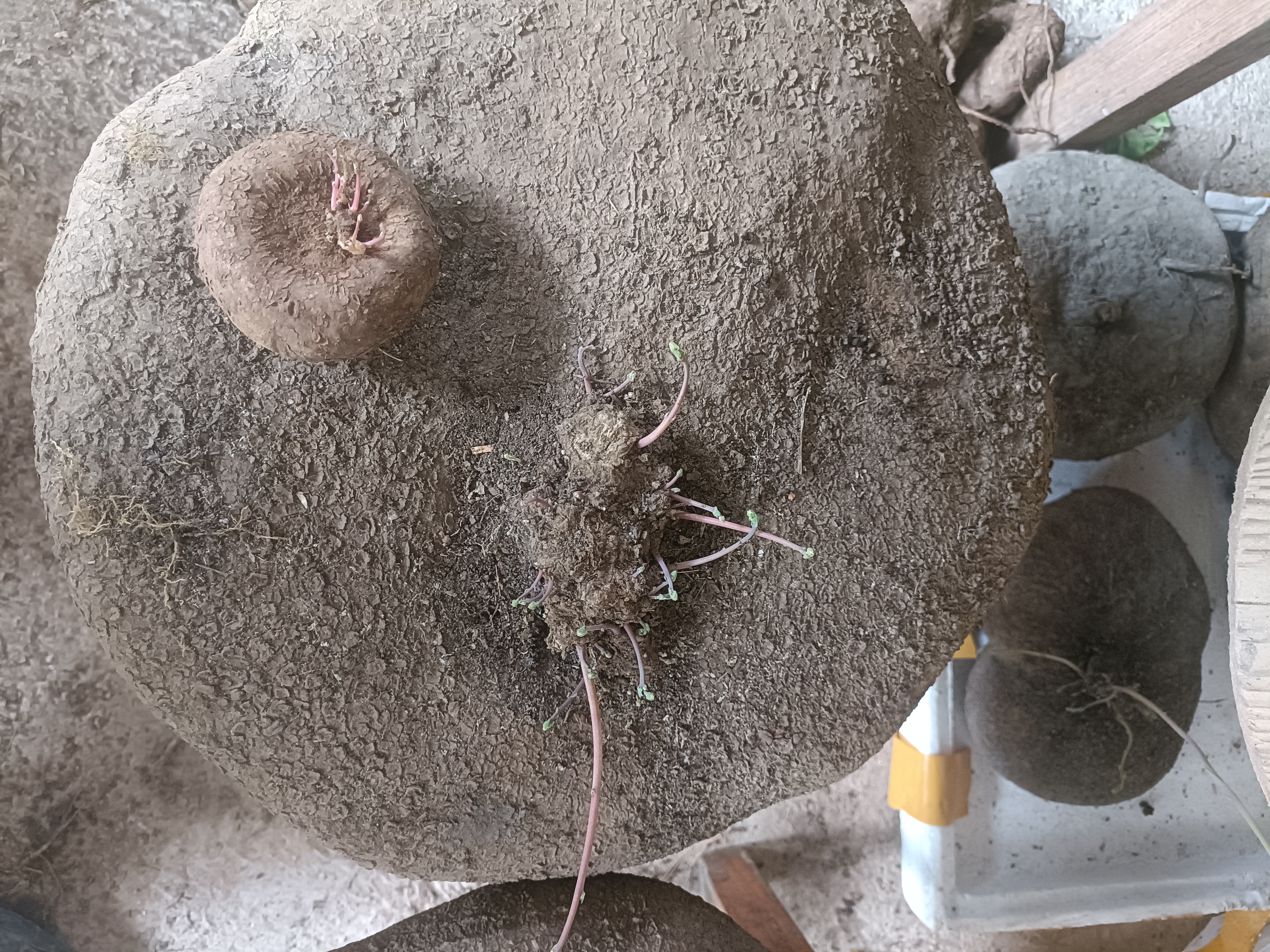 大号小圆叶红滕山乌龟