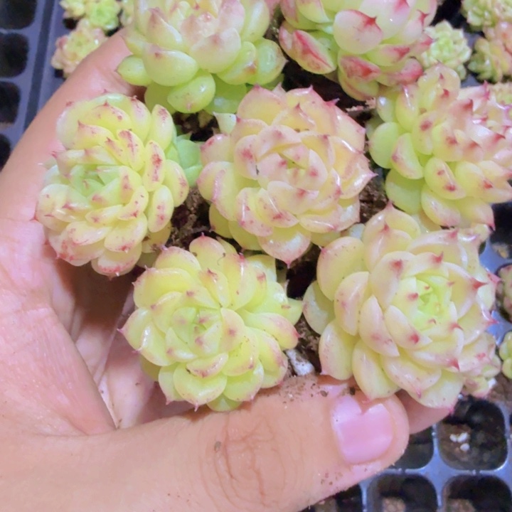 韩版麦秆五颗一组