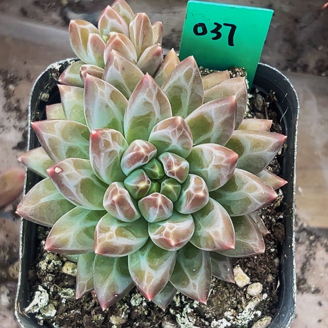 桔云多肉美人精品系列