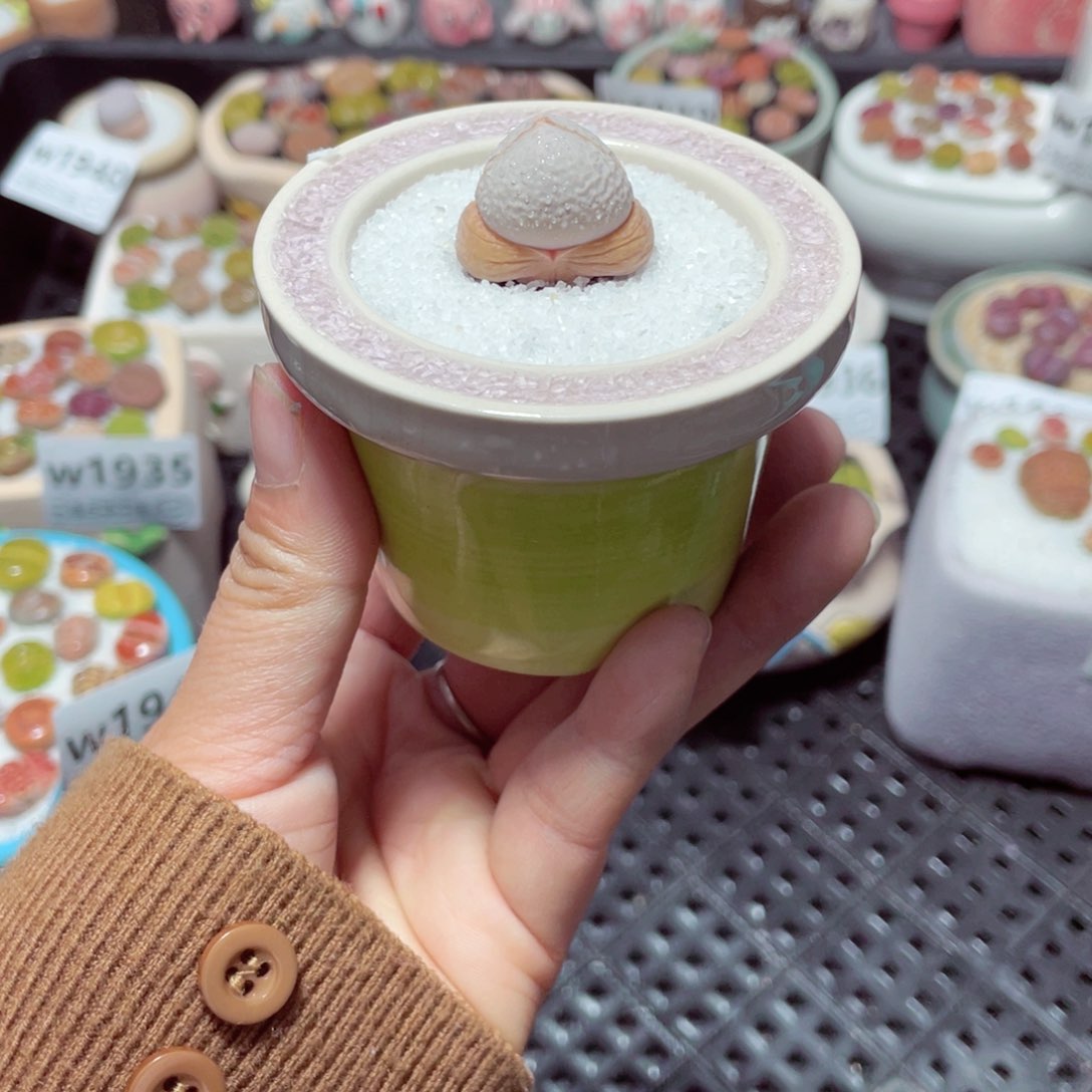 w1943 带盆土发货-零下地区拍保温箱