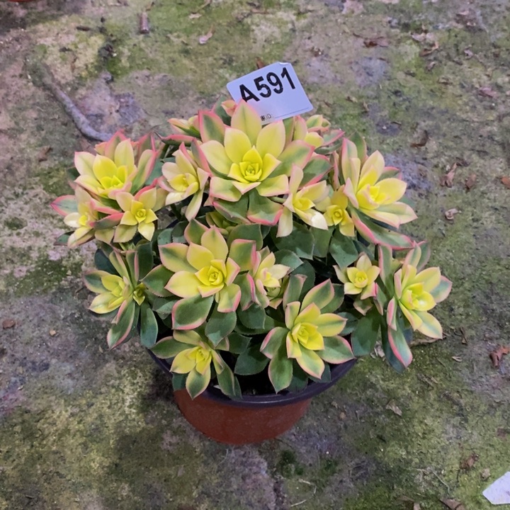 艳日辉多肉植物591