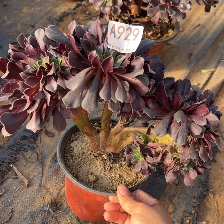 欧缀多肉植物929.