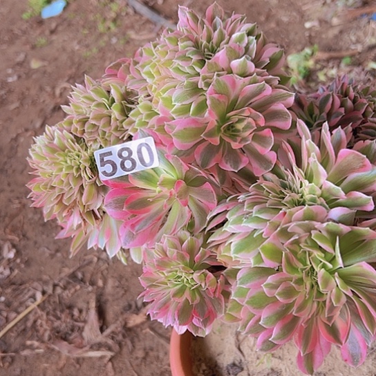 龙***下多肉植物一个女巫