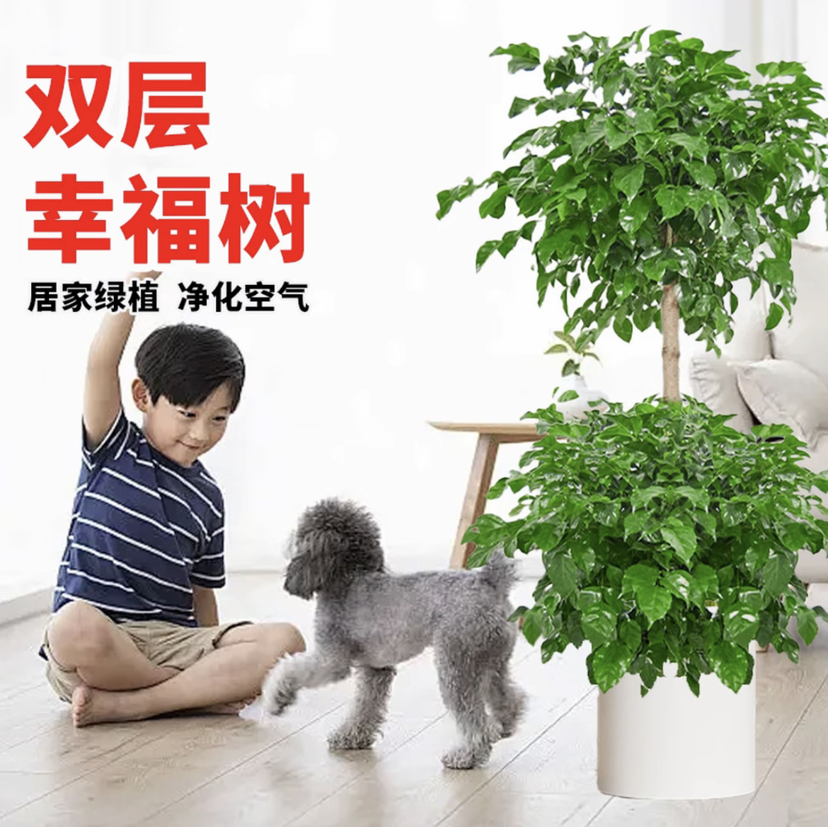 【顺丰包邮】【1.5米-1.7米】大2层幸福树绿宝树室内大型绿植绿植盆栽