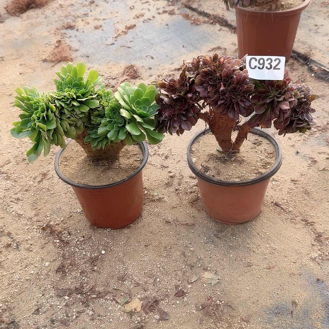 932绿缀玫瑰有伤共2颗