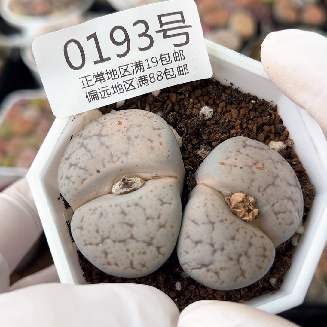 好养易活生石花大母本0193