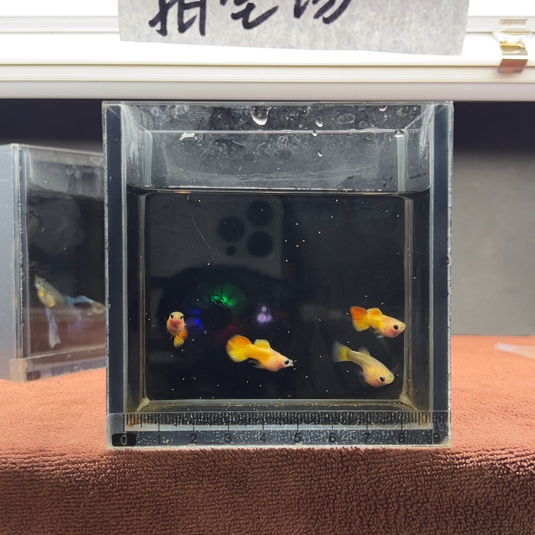孔雀鱼皇家落日三公一母