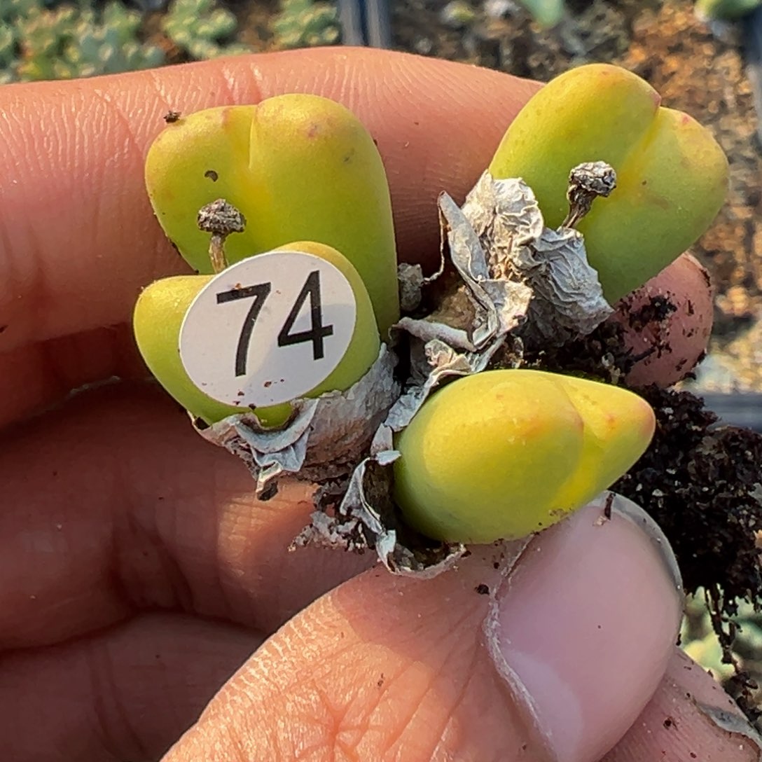 多肉植物111111111111