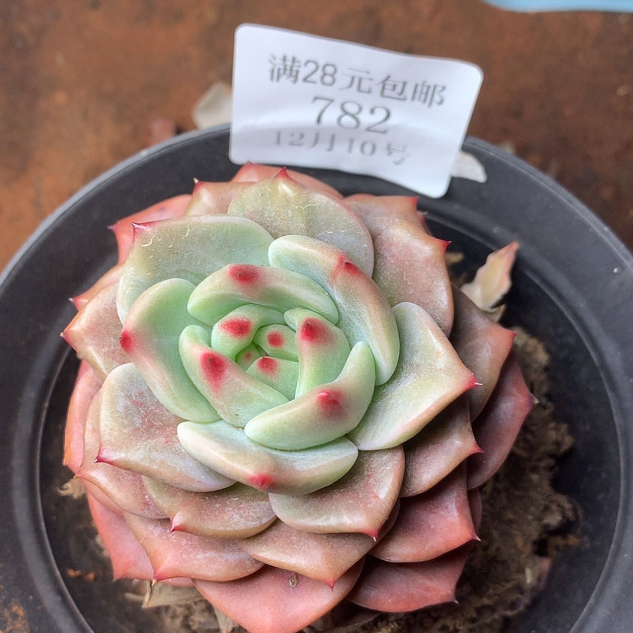 【闪购商品】云782号