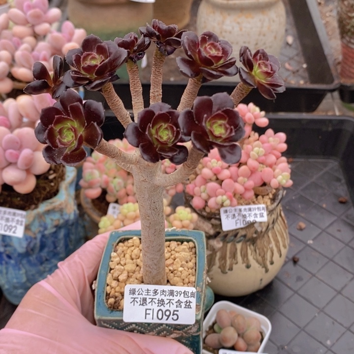 法师8cm1095多肉植物