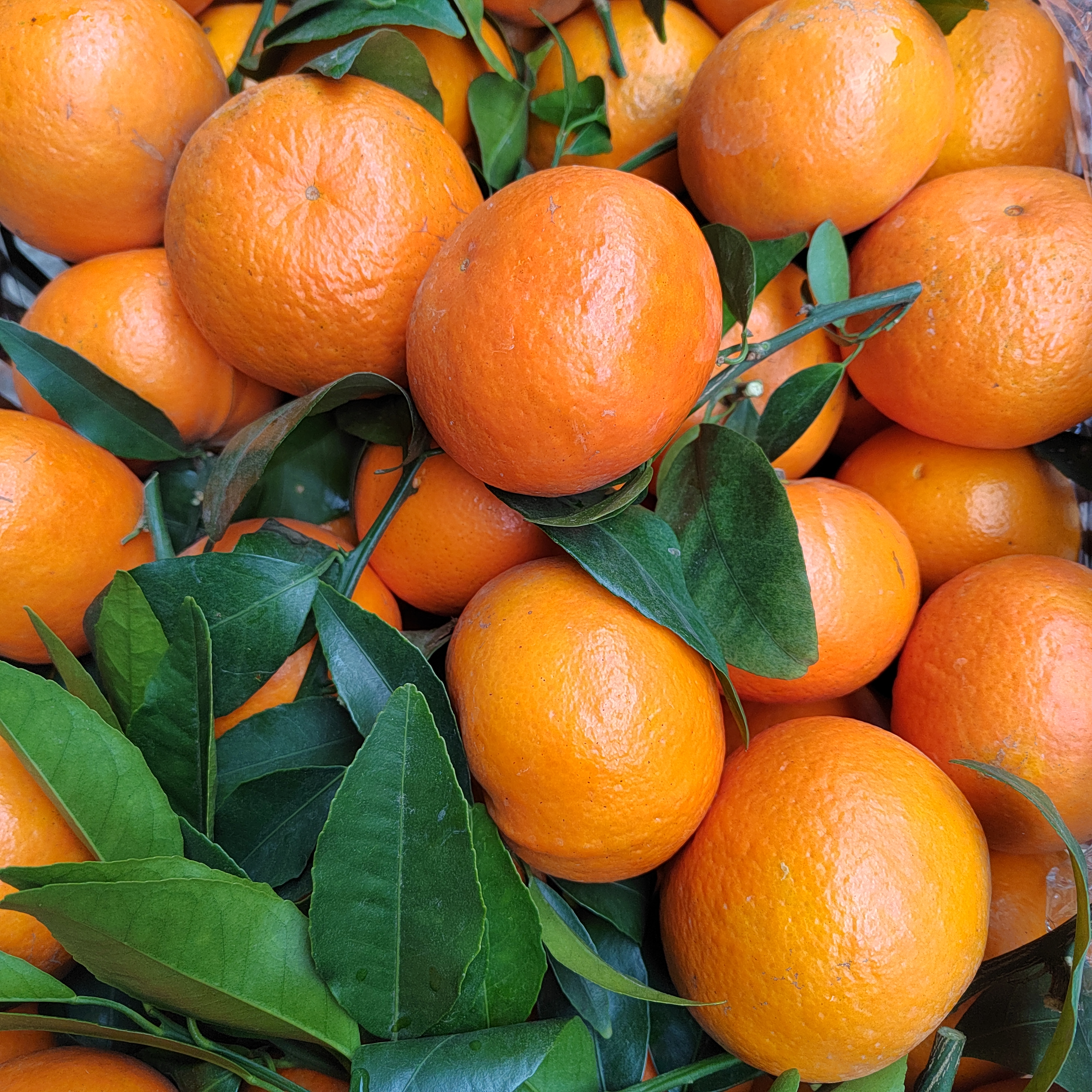 新鲜采摘沃柑中大果5斤