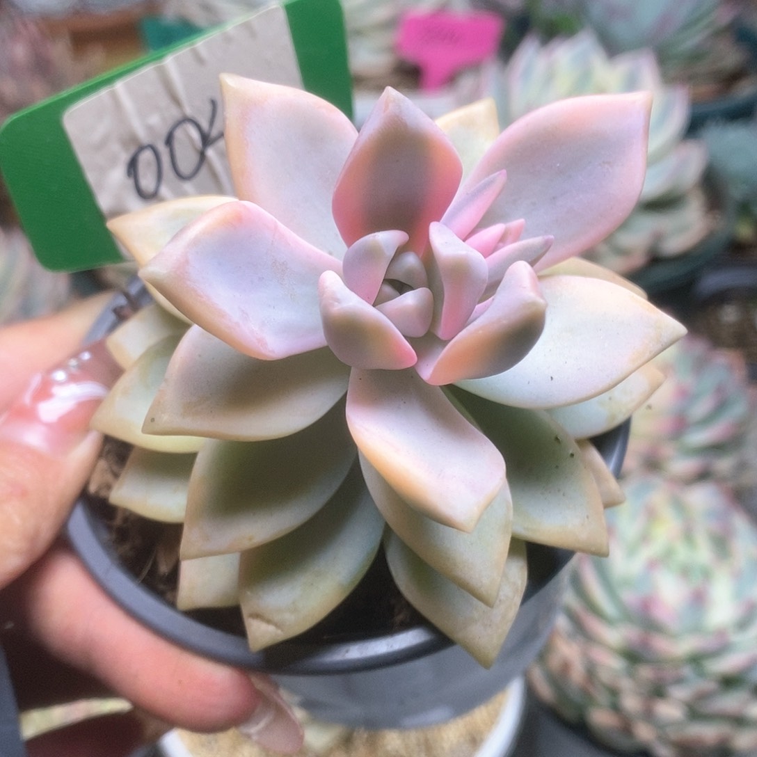 004淡雪锦锦锦锦锦