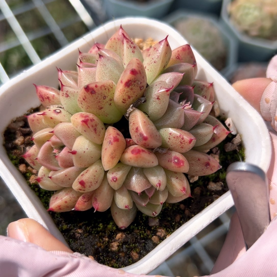 石英（满38包邮）多肉