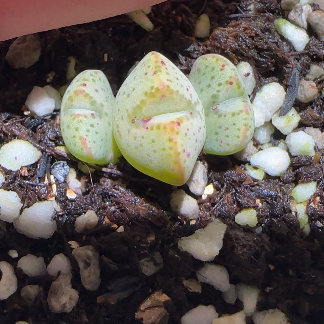 肉锥多肉植物百科-831