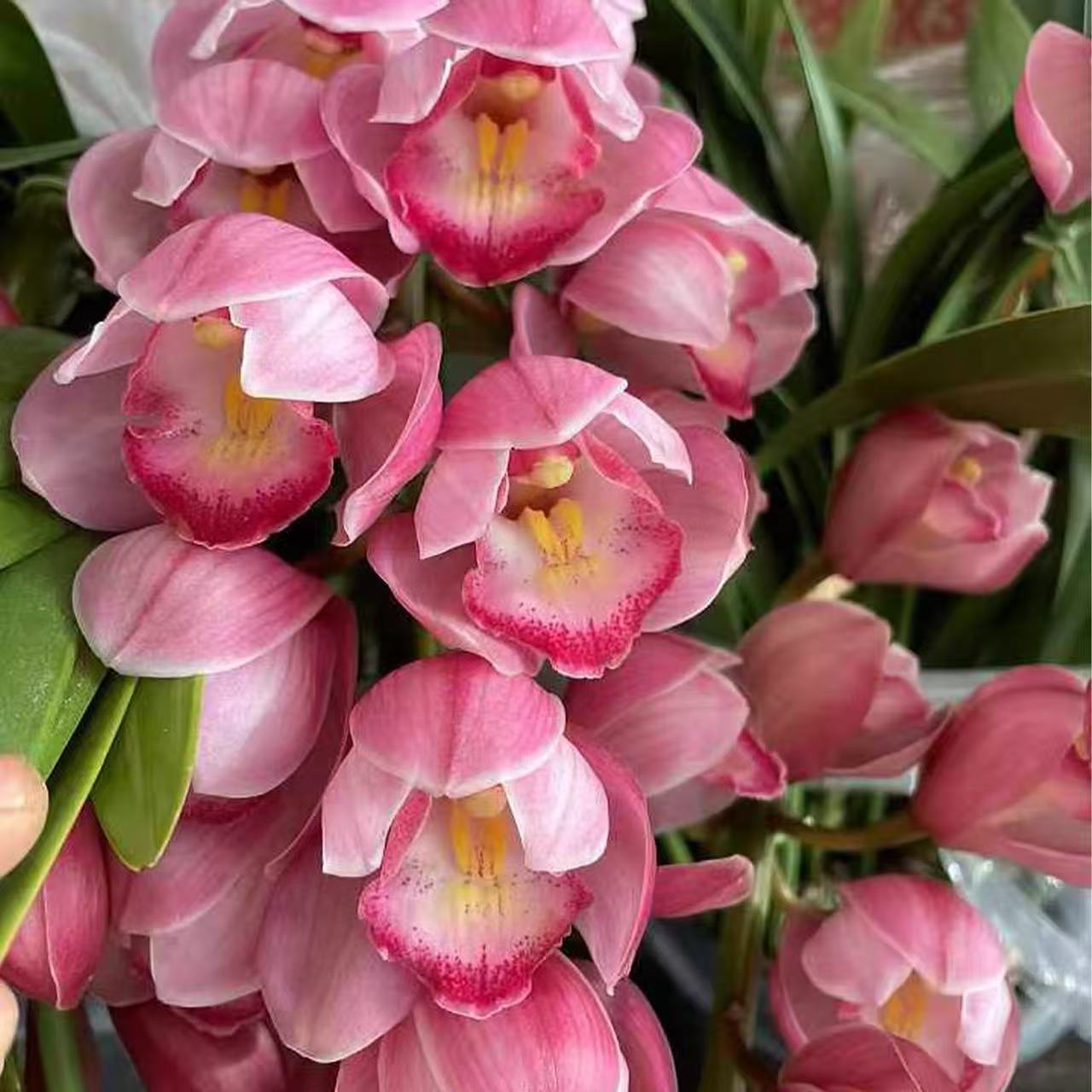 【朝阳】大花蕙兰室内高档花卉易活好养超长花期